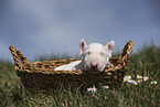 Miniature Bull Terrier Puppy