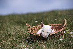 Miniature Bull Terrier Puppy