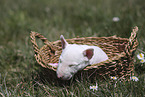 Miniature Bull Terrier Puppy