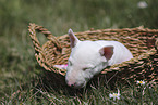 Miniature Bull Terrier Puppy