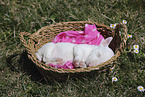 Miniature Bull Terrier Puppy