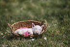 Miniature Bull Terrier Puppy