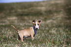 Miniature Bull Terrier Puppy