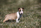 Miniature Bull Terrier Puppy