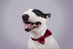 Miniature Bull Terrier