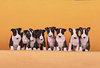 Miniature Bull Terrier Puppies
