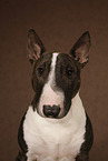 female Miniature Bull Terrier