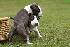 Miniature Bull Terrier Puppies