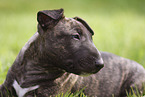 Miniature Bull Terrier Puppy