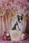 Miniature Bull Terrier Puppy