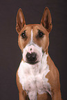 male Miniature Bull Terrier
