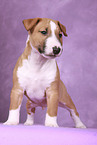 Miniature Bull Terrier Puppy