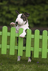 Miniature Bull Terrier Puppy