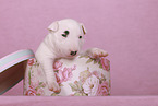 Miniature Bull Terrier Puppy
