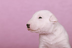 Miniature Bull Terrier Puppy