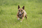 female Miniature Bull Terrier