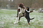2 dogs