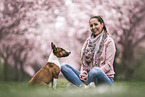 Miniature Bull Terrier