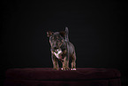 Miniature Bull Terrier