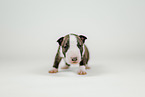 Miniature Bull Terrier