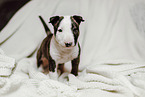 Miniature Bull Terrier