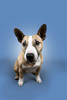 Miniature Bull Terrier