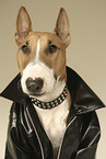 Miniature Bull Terrier
