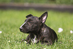 Miniature Bull Terrier