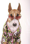 Miniature Bull Terrier