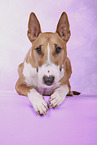 Miniature Bull Terrier