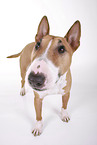 Miniature Bull Terrier