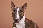Miniature Bull Terrier