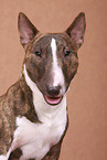 Miniature Bull Terrier