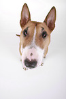 Miniature Bull Terrier
