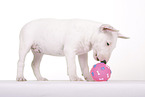 Miniature Bull Terrier