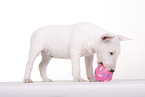 Miniature Bull Terrier