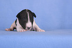 Miniature Bull Terrier