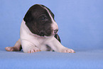 Miniature Bull Terrier