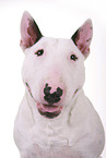 Miniature Bull Terrier