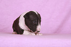 Miniature Bull Terrier
