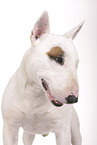 Miniature Bull Terrier