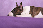 Miniature Bull Terrier