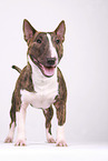 Miniature Bull Terrier