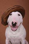 Miniature Bull Terrier