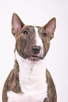 Miniature Bull Terrier