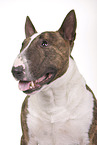 Miniature Bull Terrier