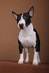 Miniature Bull Terrier