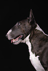 Miniature Bull Terrier