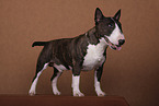 Miniature Bull Terrier