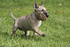 Miniature Bull Terrier